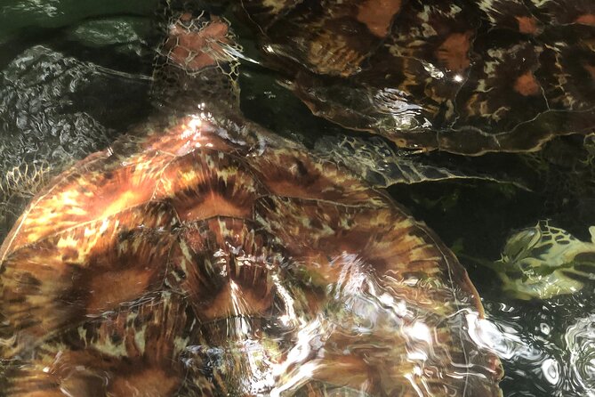 Full Day Private Mnemba Island + Turtles Aquarium & Kendwa Beach - What the private format changes