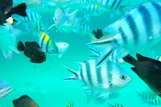 Full Day Private Mnemba Island + Turtles Aquarium & Kendwa Beach - Is the $104 price good value?
