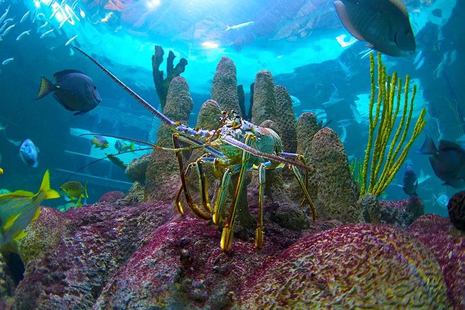 Full-Day Tour of Florida Keys Including Aquarium Encounters from Key West - Why this Key West day trip works