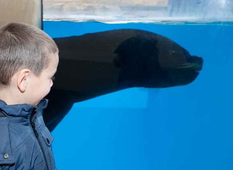 Gardaland SEA LIFE Aquarium: Open Date Entry Ticket - Key points to know before you go