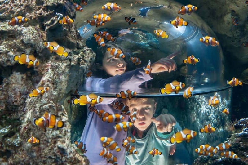 Gardaland SEA LIFE Aquarium: Open Date Entry Ticket - The underwater tunnel is the main event
