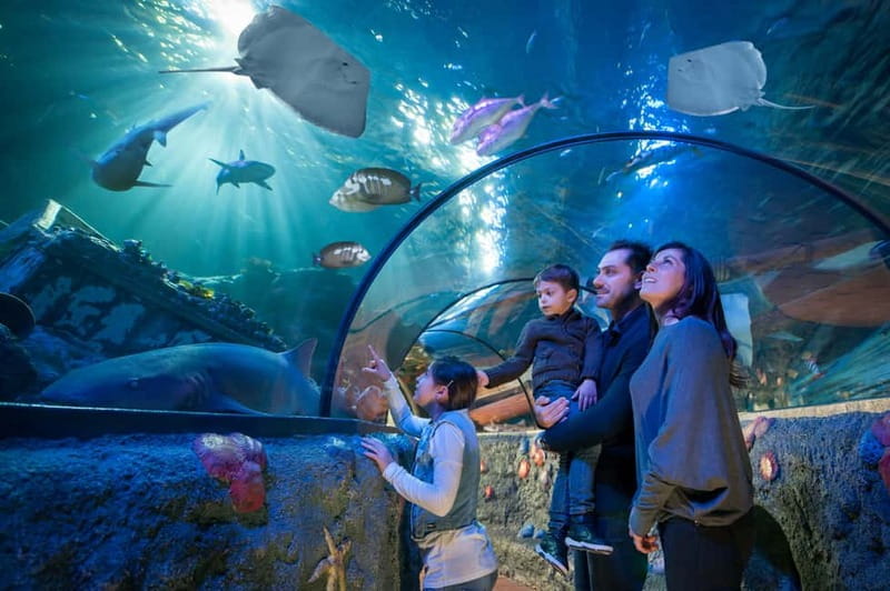 Gardaland SEA LIFE Aquarium: Open Date Entry Ticket - Sea lions add movement and personality