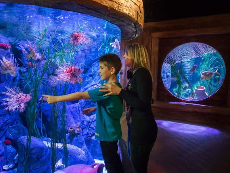 Gardaland SEA LIFE Aquarium: Open Date Entry Ticket - Food, strollers, and practical family details