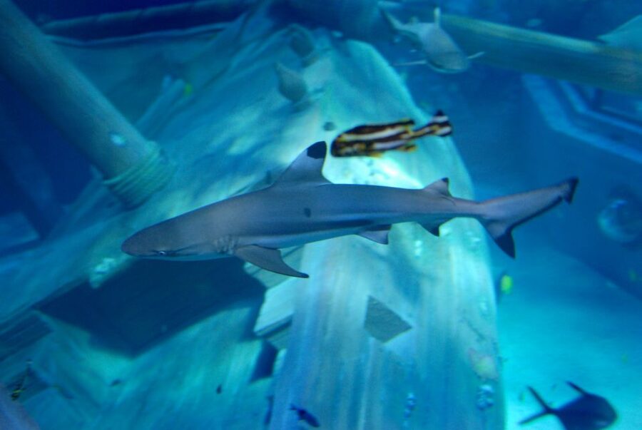 Gardaland SEA LIFE Aquarium: Open Date Entry Ticket - Is the flexible ticket good value?