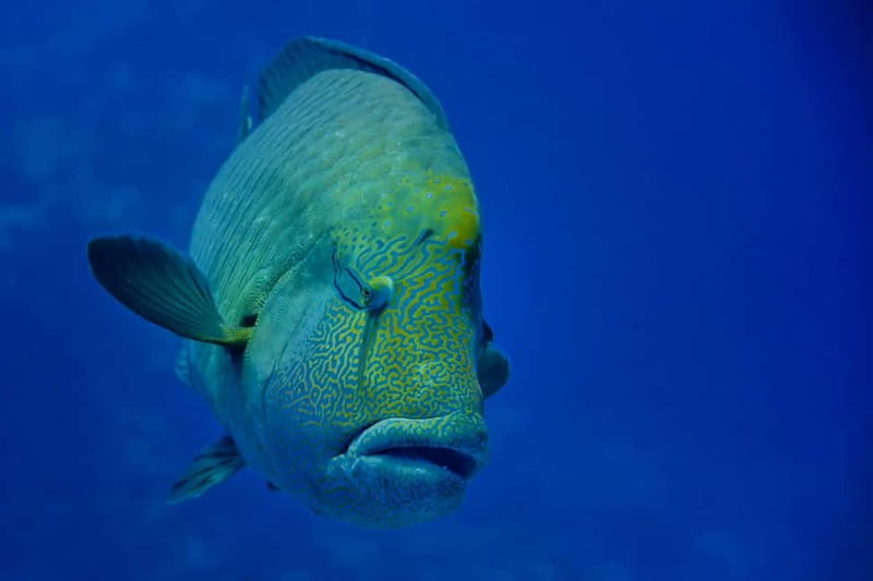 Gardaland SEA LIFE Aquarium: Open Date Entry Ticket - Who will enjoy this aquarium most?