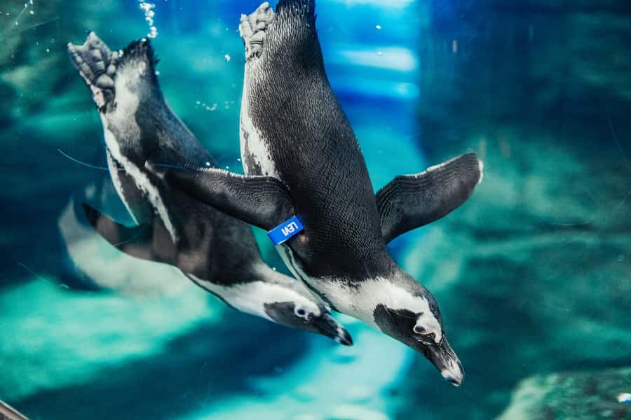 Gatlinburg: Ripley's Aquarium of the Smokies & Combo Ticket - Start With Sharks and Rays at Ripley’s Aquarium