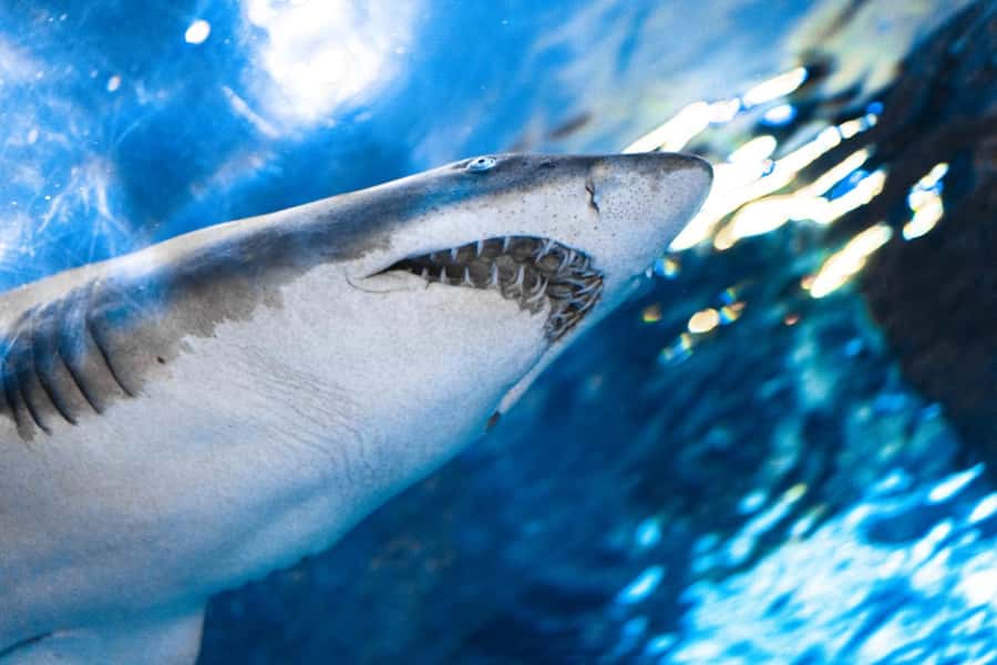 Gatlinburg: Ripley's Aquarium of the Smokies & Combo Ticket - Picking the Right Two or Three Attractions