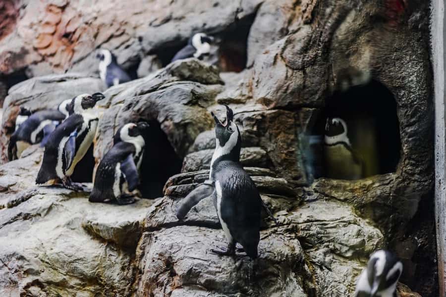 Gatlinburg: Ripley's Aquarium of the Smokies & Combo Ticket - The Mountain Coaster Has Clear Safety Rules
