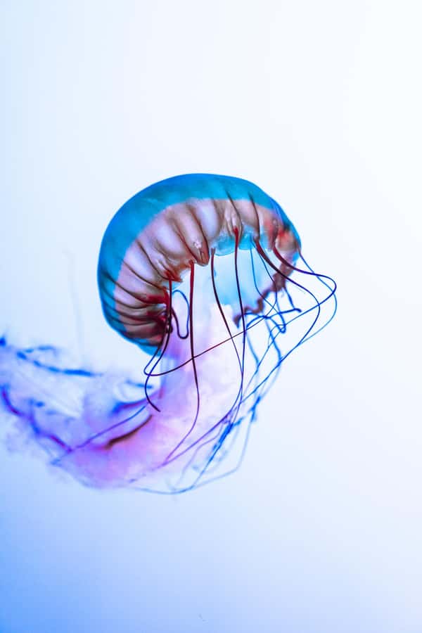Gatlinburg: Ripley's Aquarium of the Smokies & Combo Ticket - Planning a Comfortable One-Day Visit