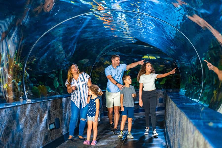 Gatlinburg: Ripley's Aquarium of the Smokies & Combo Ticket - Touch Tanks Make the Aquarium More Hands-On