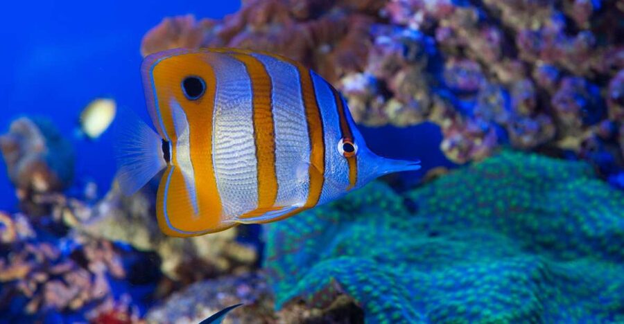 Genoa: Aquarium & Christopher Columbus' House Entry Tickets - Spending time at the Aquarium of Genoa