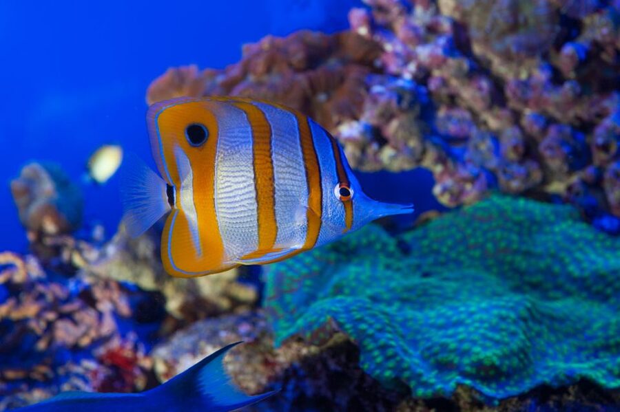 Genoa: Aquarium, Galata Museum and Submarine Entry Tickets - Three Genoa attractions built around the sea