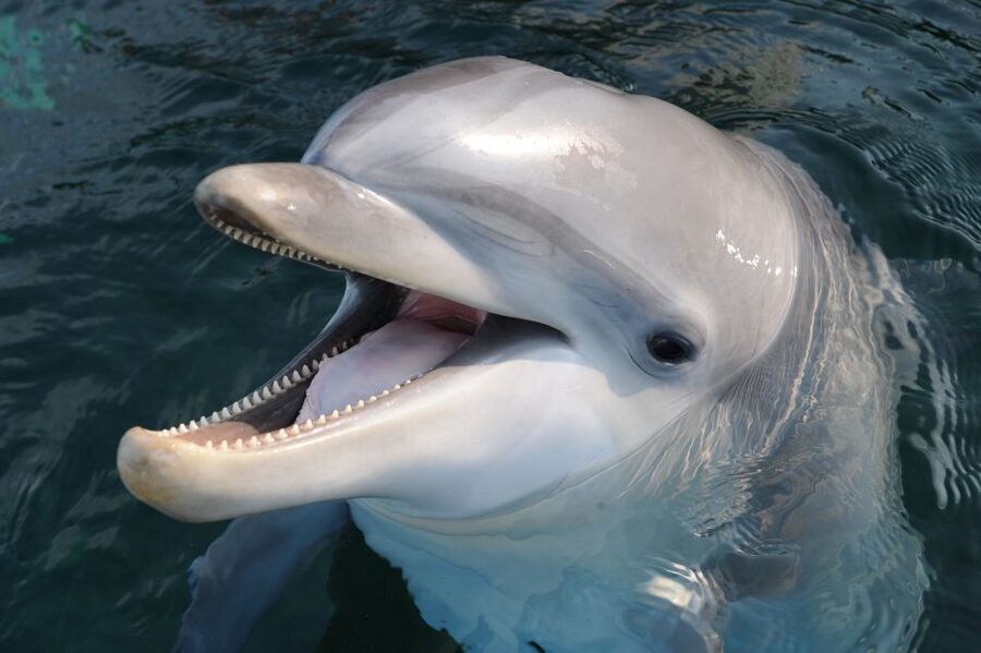 Genoa: Aquarium of Genoa & City of Children and Youth Ticket - Key points to know before booking