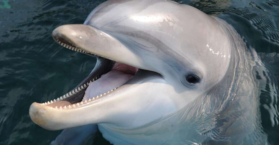 Genoa: Aquarium of Genoa & City of Children and Youth Ticket - Moving through 70 marine exhibits