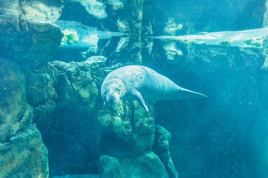 Genoa: Aquarium of Genoa Entry Ticket - How Long to Allow