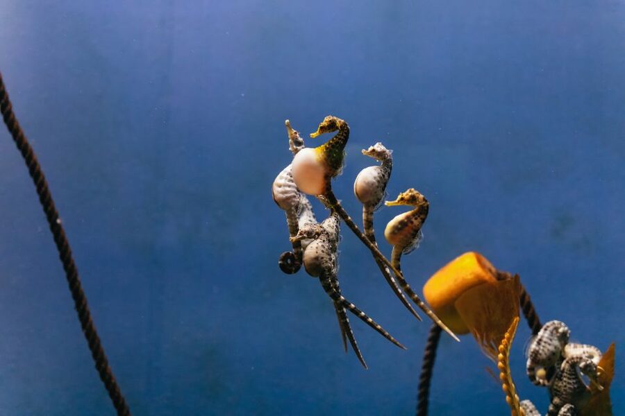 Genoa: Aquarium of Genoa Entry Ticket - Food Choices and Their Value