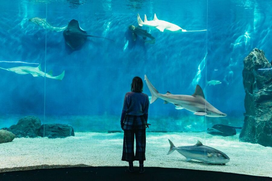 Genoa: Aquarium of Genoa with Lunch - Key points to know before you go