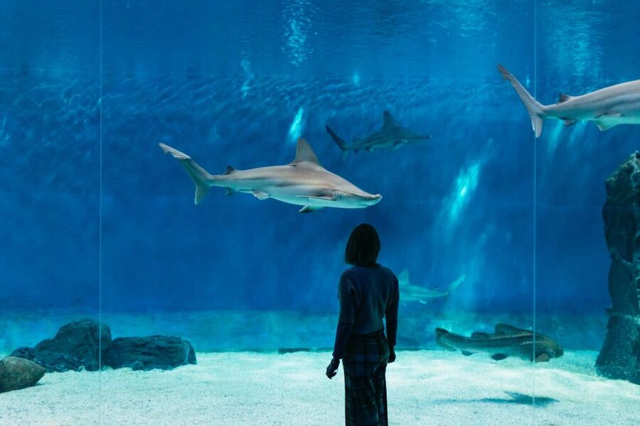 Genoa: Aquarium of Genoa with Lunch - Why the themed route works for families