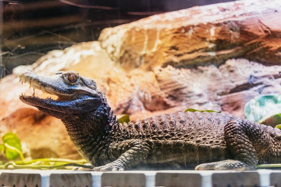 Genoa: Aquarium of Genoa with Lunch - Timing your day without a fixed tour schedule