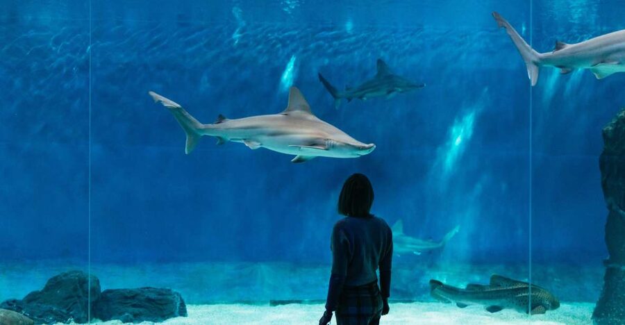 Genoa: Aquarium of Genoa with Lunch - Should you book this aquarium and lunch package?