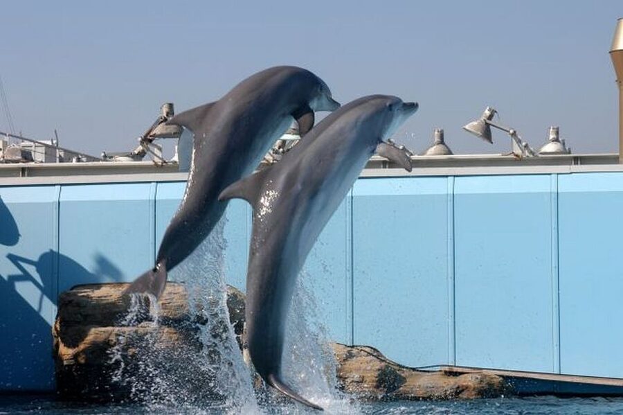 Genoa: World-Famous Aquarium and Lighthouse Combo Ticket - Starting with Genoa’s aquarium in the old harbor