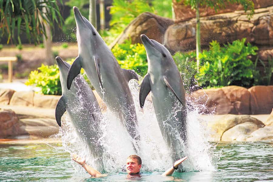 Gold Coast: Movie World, Sea World, Wet'n'Wild 14-Day Pass - Key points to know before you book