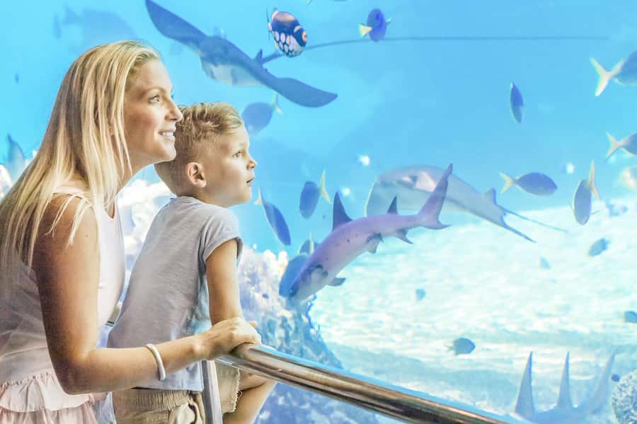 Gold Coast: Movie World, Sea World & Wet'n'Wild 7-Day Pass - Sea World’s animals, shows, and New Atlantis rides