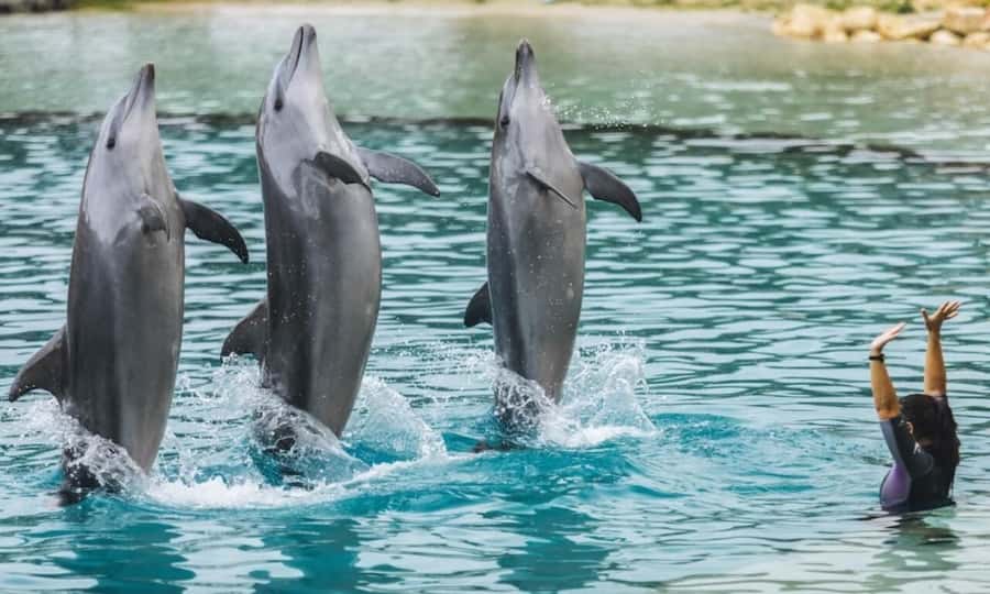 Gold Coast: Sea World Cruise & Entry Combo Ticket - Checking in at Appel Park