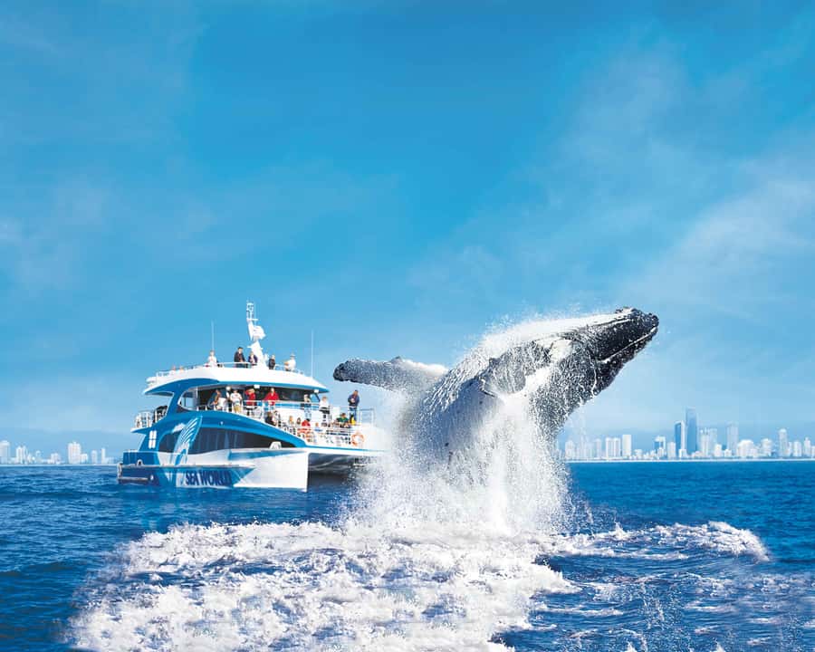 Gold Coast: Whale Watching Cruise & Sea World Entry - Key points before you book