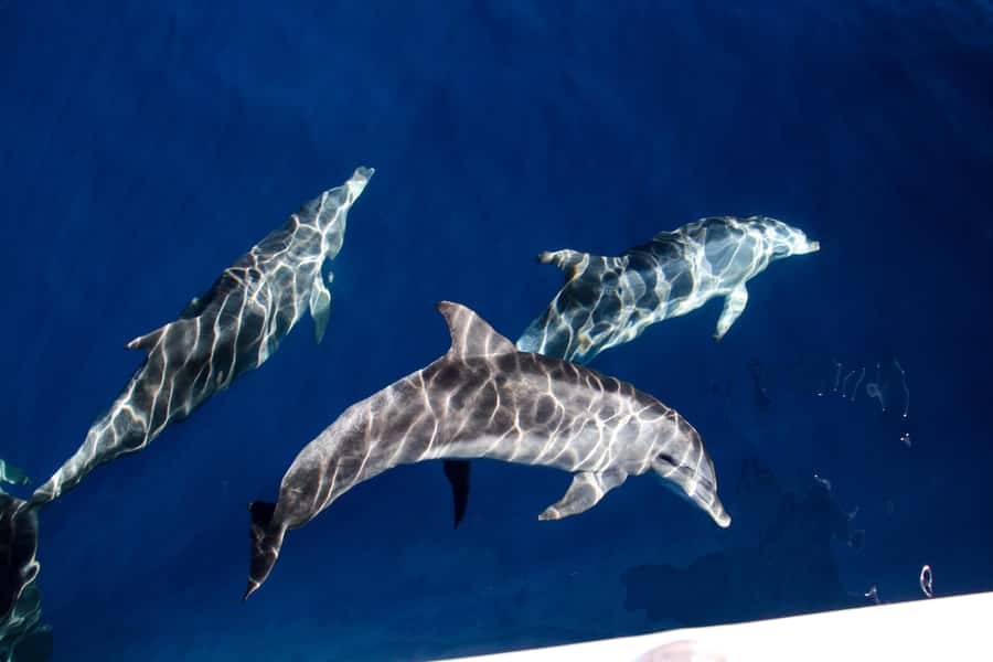 Gold Coast: Whale Watching Cruise & Sea World Entry - Why this Gold Coast pairing works