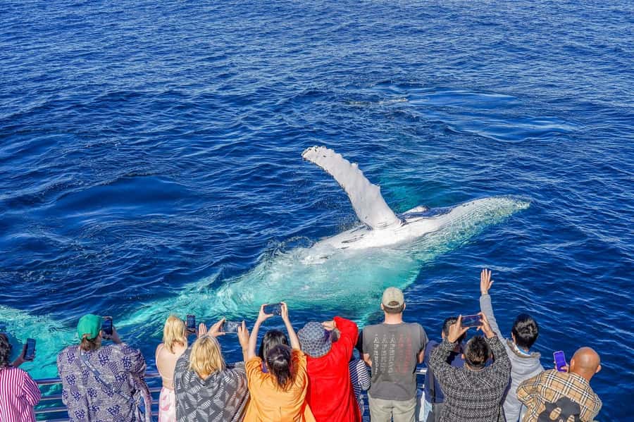 Gold Coast: Whale Watching Cruise & Sea World Entry - Planning the Sea World day