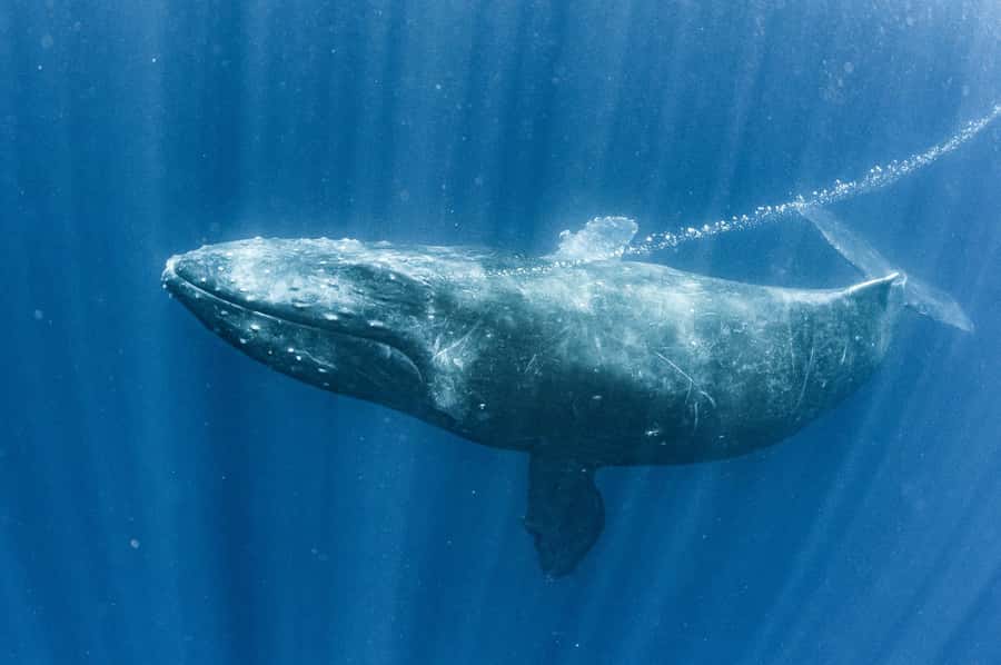 Gold Coast: Whale Watching Cruise & Sea World Entry - Same-day or next-day: choosing the better plan