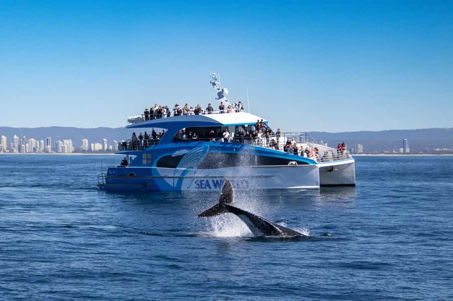 Gold Coast: Whale Watching Cruise & Sea World Entry - Who will get the most from the $133 price