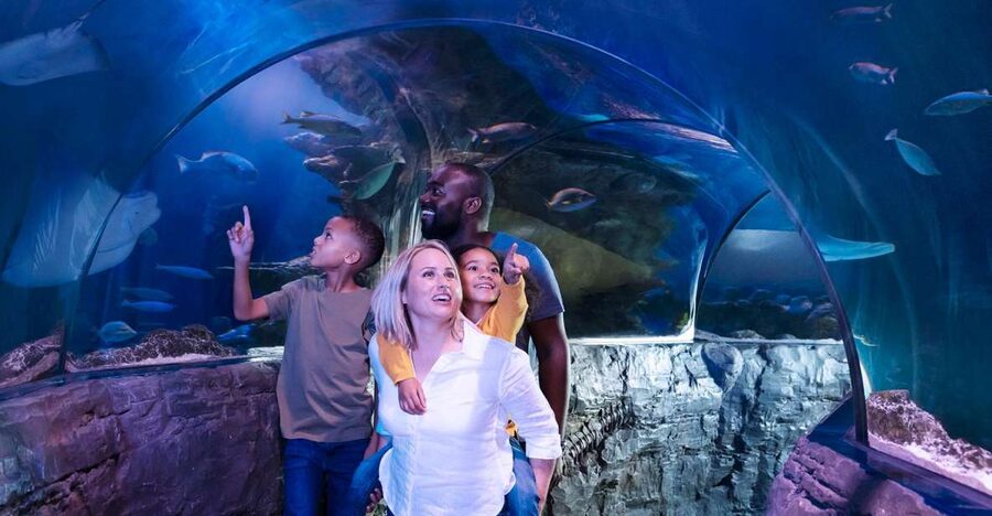 Grapevine: SEA LIFE Grapevine Aquarium General Admission - Key points to know before you go