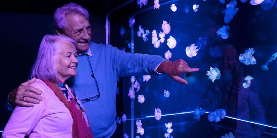 Grapevine: SEA LIFE Grapevine Aquarium General Admission - Touch pools and the moray eel