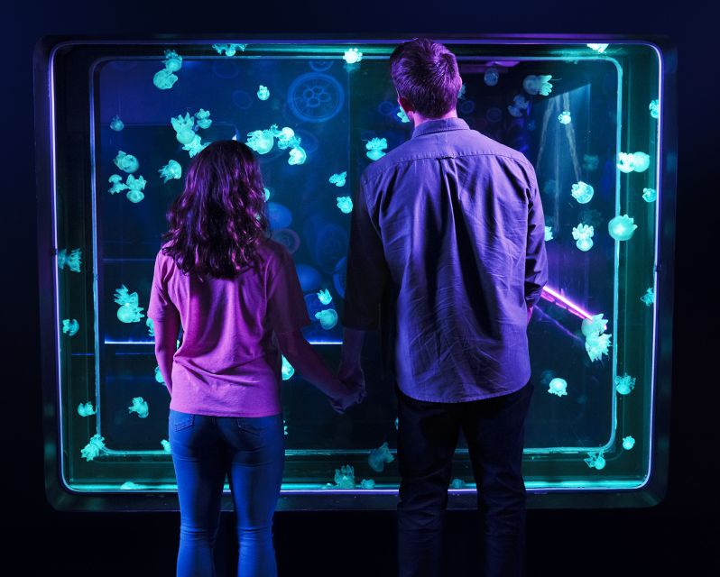 Grapevine: SEA LIFE Grapevine Aquarium General Admission - Clownfish Caves and the colorful reef displays