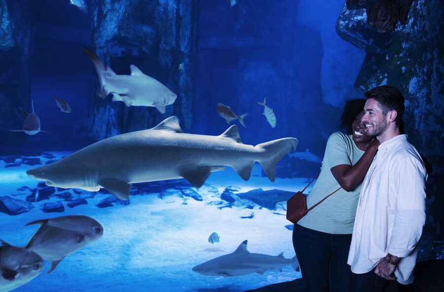 Grapevine: SEA LIFE Grapevine Aquarium General Admission - Seahorse Temple and the smaller creatures