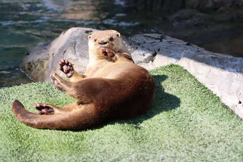 Guadalajara: ticket to Michin Aquarium - Key points to know before you go