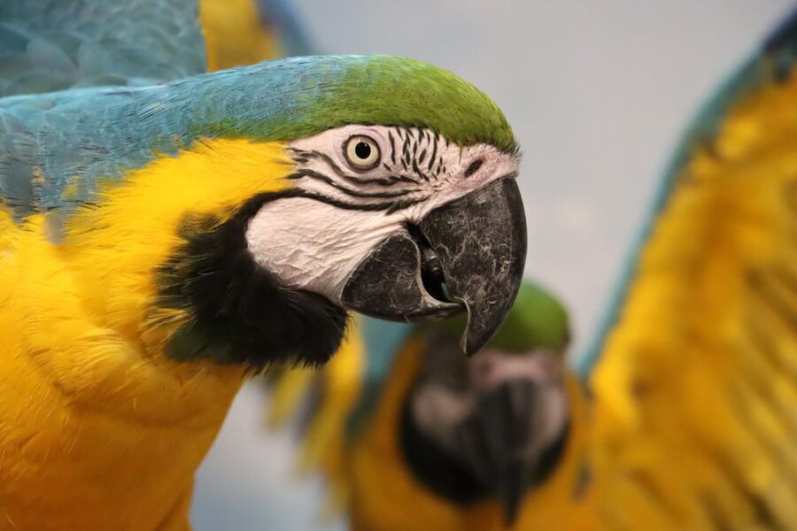 Guadalajara: ticket to Michin Aquarium - FAQ