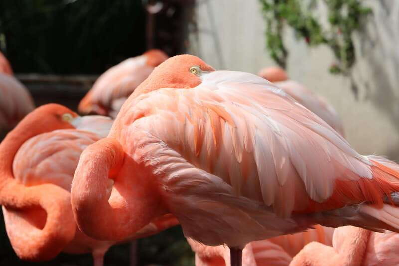 Guadalajara: ticket to Michin Aquarium - Feeding animals and walking through the aviary