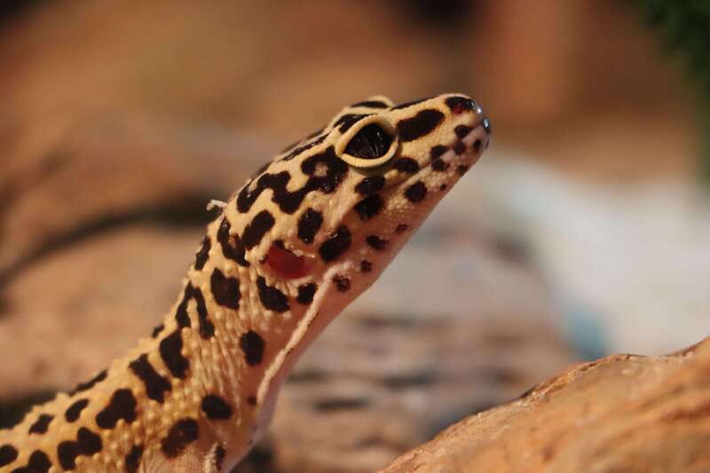 Guadalajara: ticket to Michin Aquarium - Is $26 a fair price?