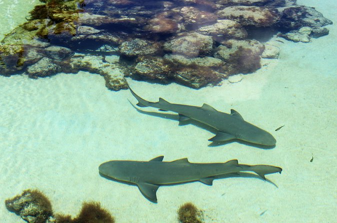 Guided Tour of Coral World Ocean Park & Happy Hour - Booking and cancellation advice