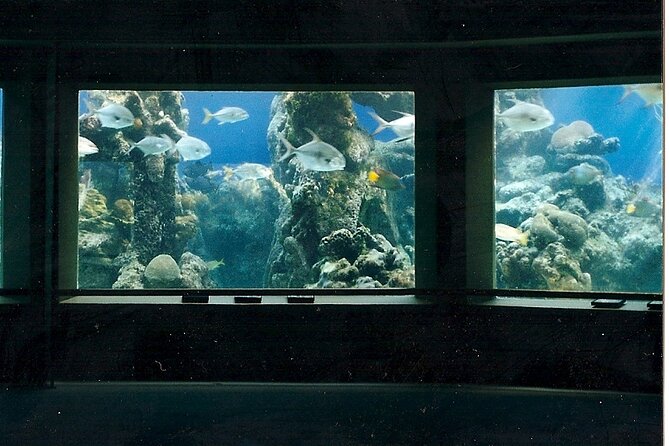Guided Tour of Coral World Ocean Park & Happy Hour - A private tour with room to set your own pace
