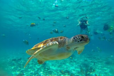 Half-Day Underwater World Tour