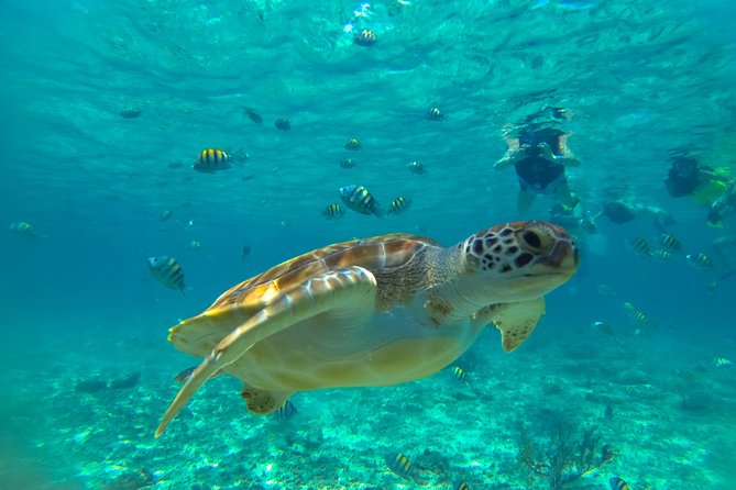 Half-Day Underwater World Tour - Snorkeling near Akumal and the Mesoamerican Reef