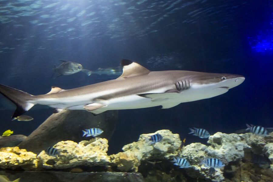 Hanover: SEA LIFE Entry Ticket - From the Leine River into a global aquarium