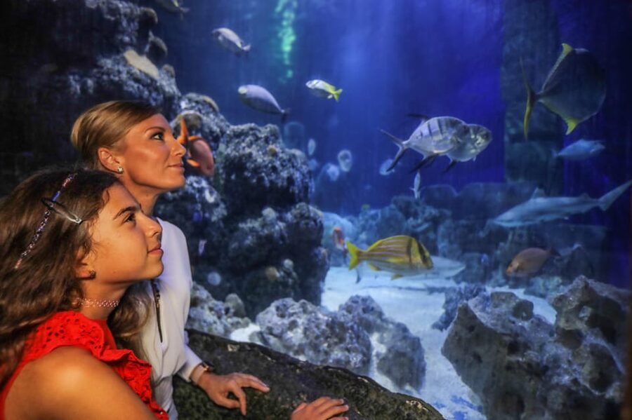 Hanover: SEA LIFE Entry Ticket - Sharks, rays, and the ocean tunnel
