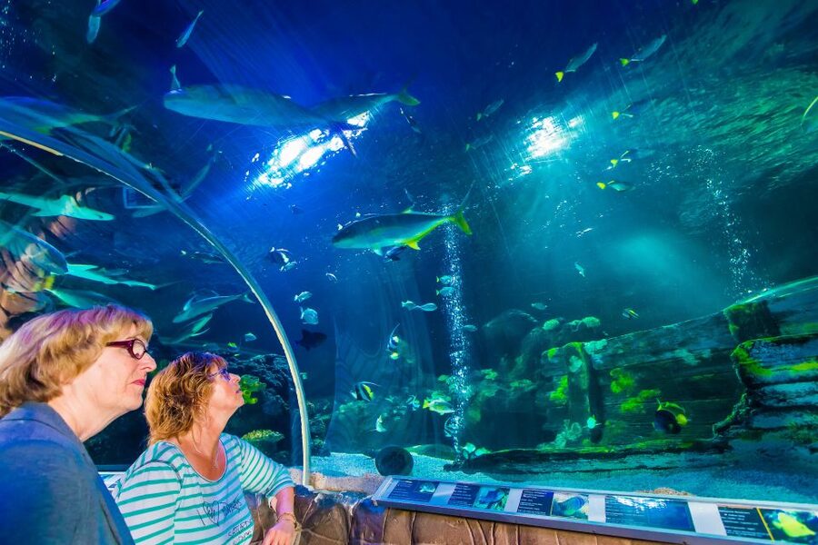 Helsinki: Sea Life Entrance Tickets - Daily feedings add useful context