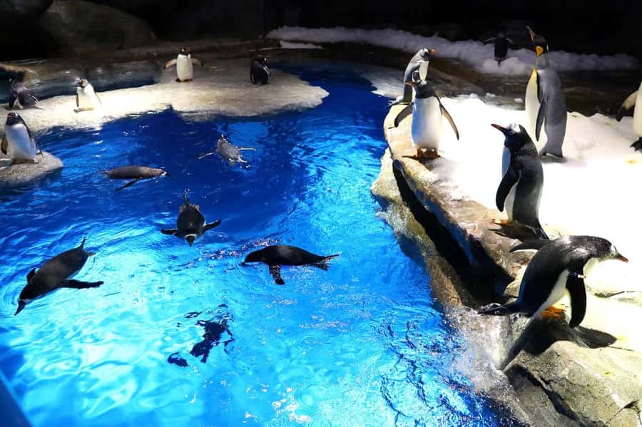 Hong Kong: Ocean Park Entry Ticket - Who will get the most from Ocean Park