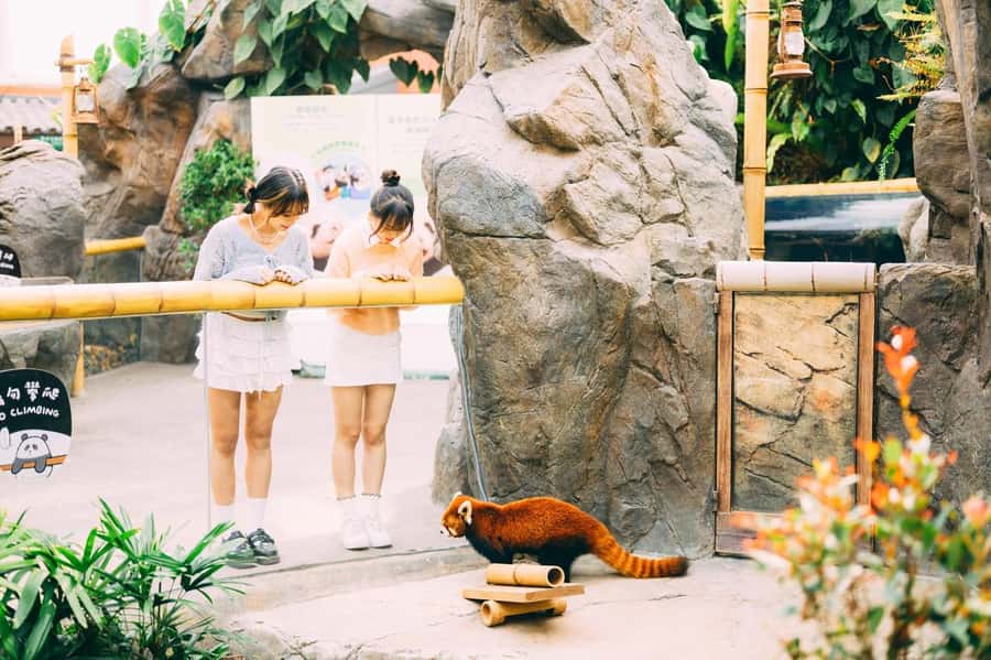 Hong Kong: Ocean Park Entry Ticket+ Superior Set Meal Coupon - Is one day enough for Ocean Park?